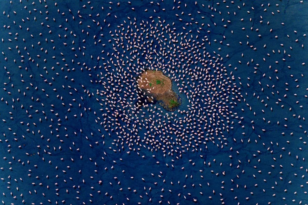 Realm of the flamingo Paul Mckenzie2