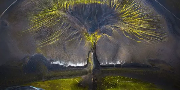 Tree of life (Islandia). Isabella Tabacchi