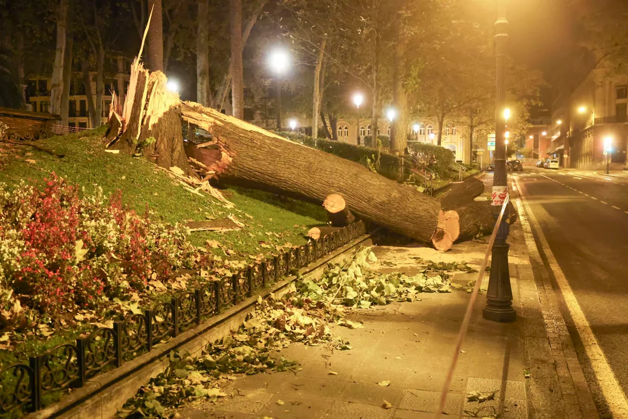 arbol-caido-bilbao-viento-efe