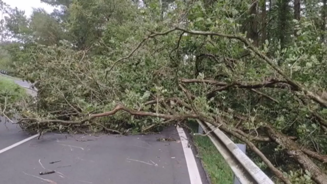 20241009211146_borrasca-kirk-arbol-carretera_