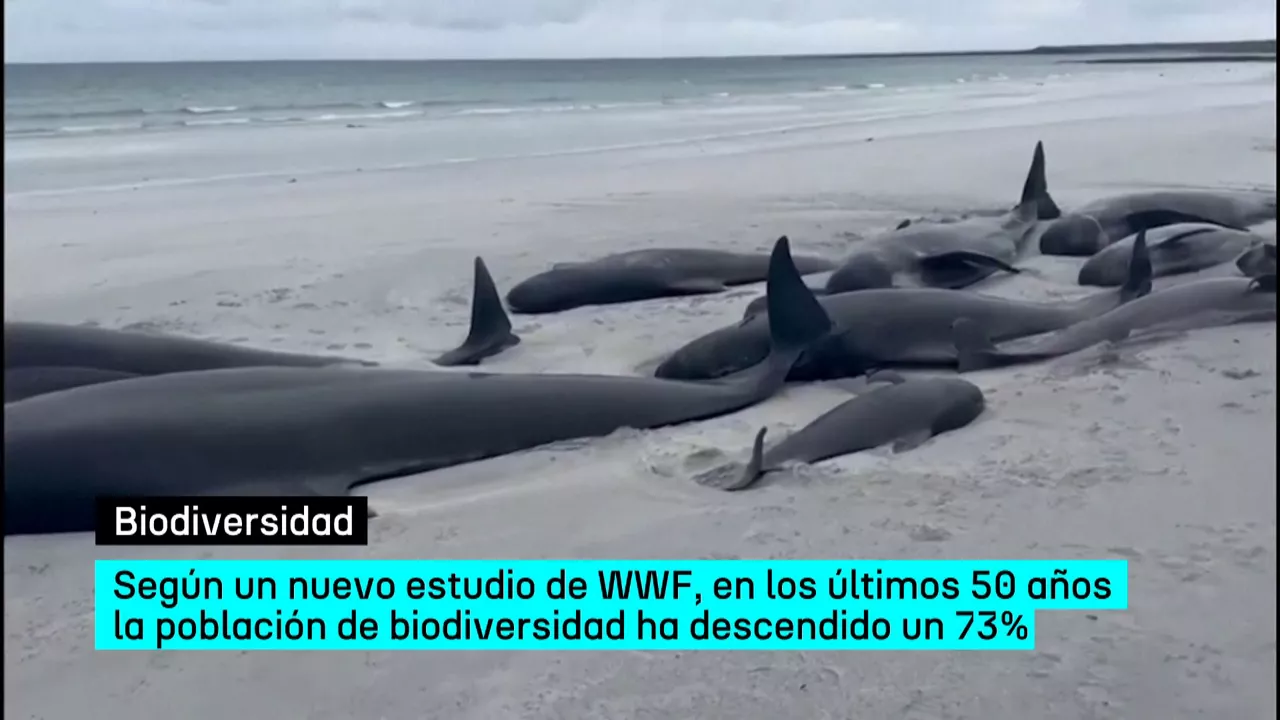 20241011180739_biodiversidad_