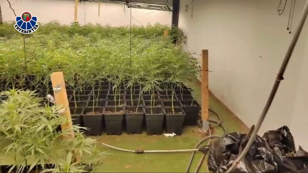 20241012101738_marihuana_