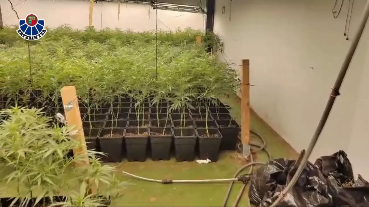 20241012101738_marihuana_