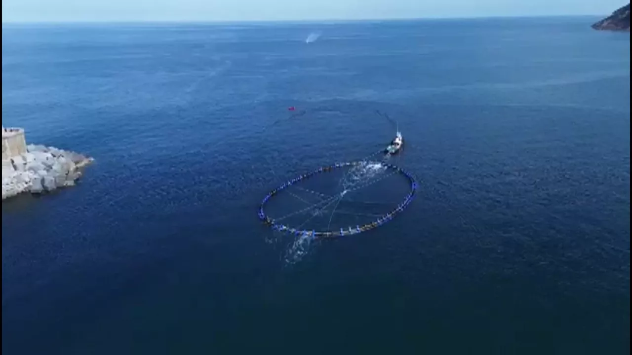 La primera jaula es arrastrada a alta mar