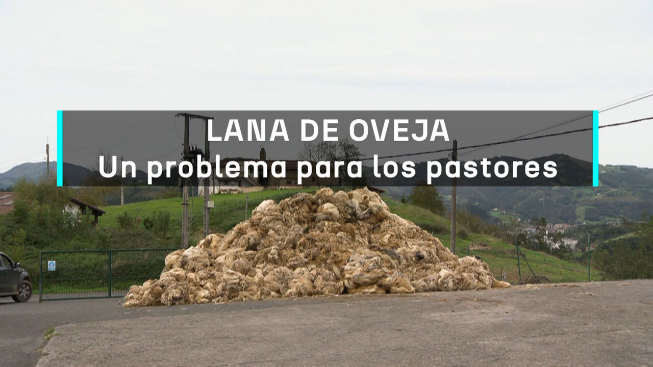 20241017165930_lana-de-oveja-problema-para-pastores_