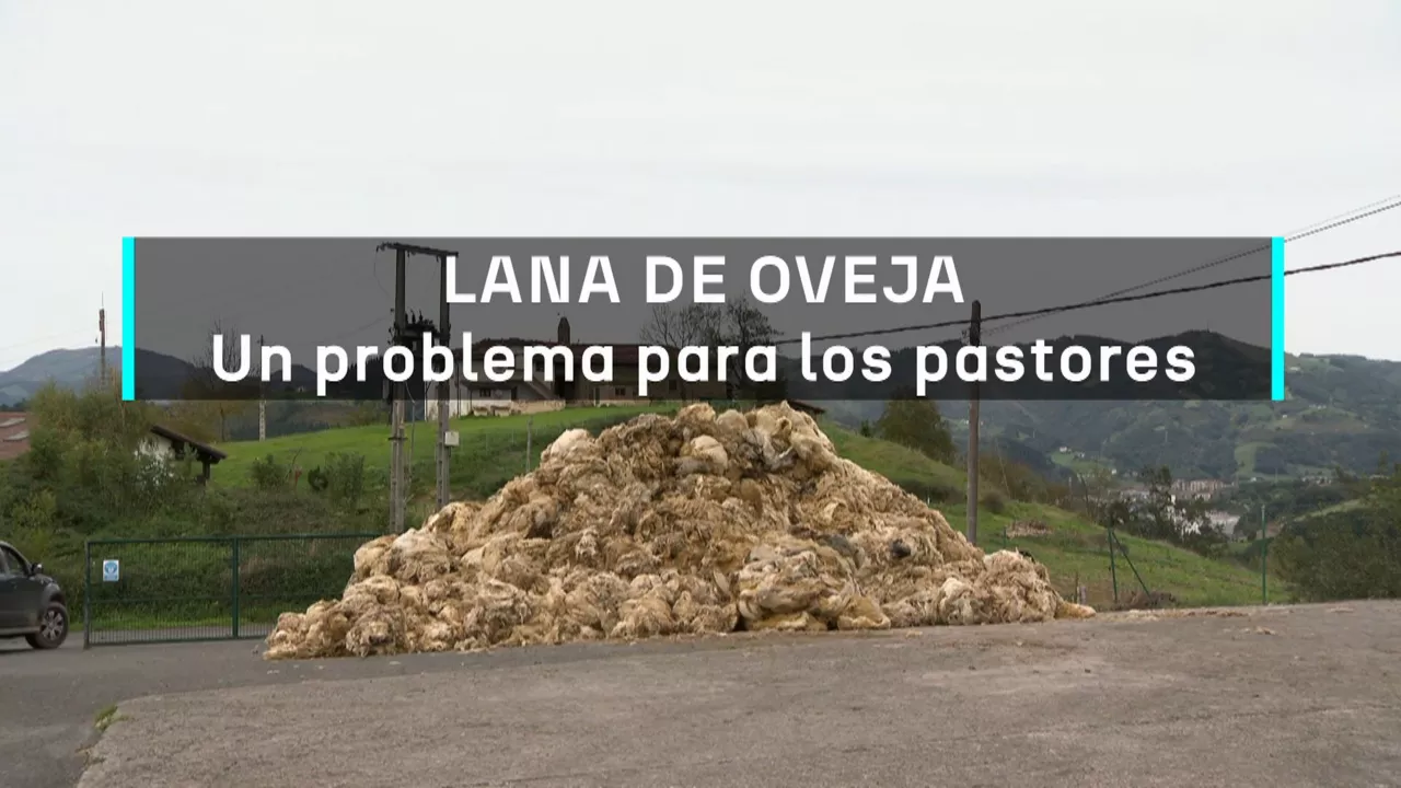 20241017165930_lana-de-oveja-problema-para-pastores_