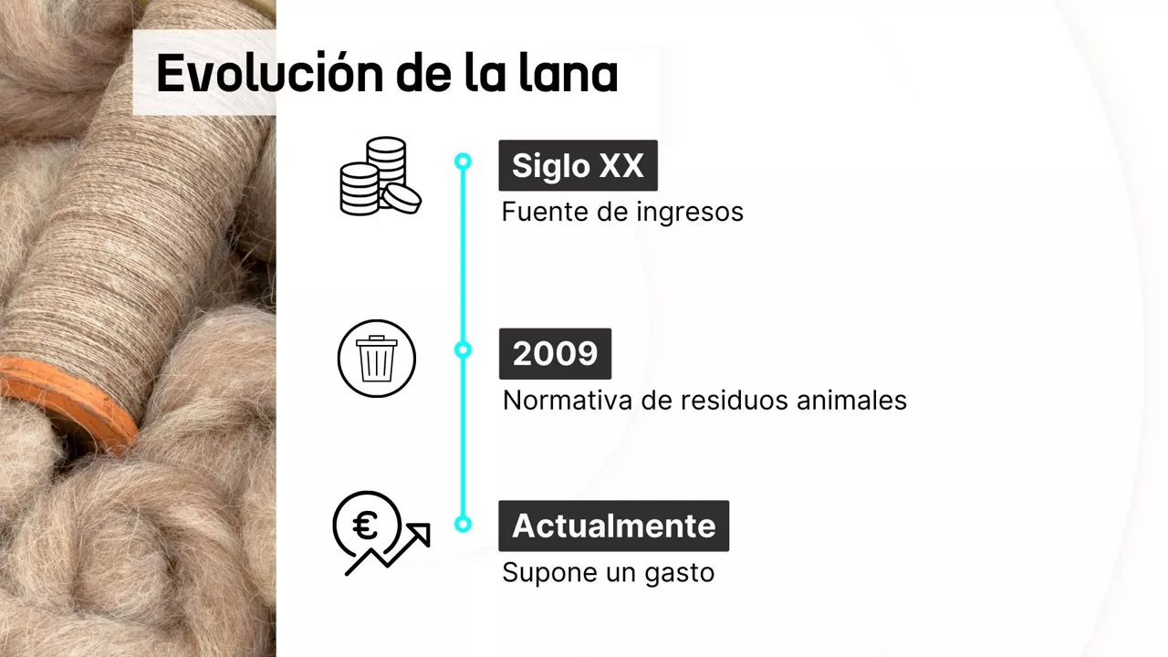 evolución de la lana