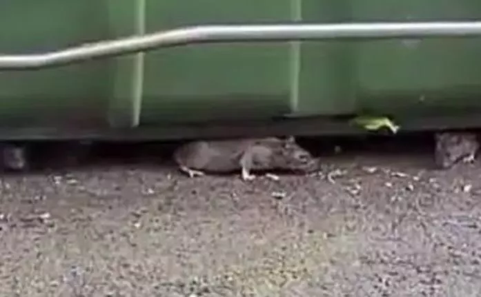 ratas-ciudad- arratoiak hirietan eitb