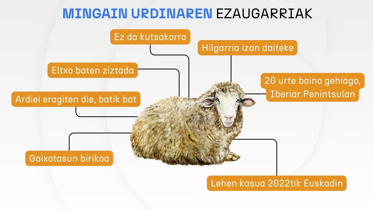 ¿mingain-urdina-ezaugarriak