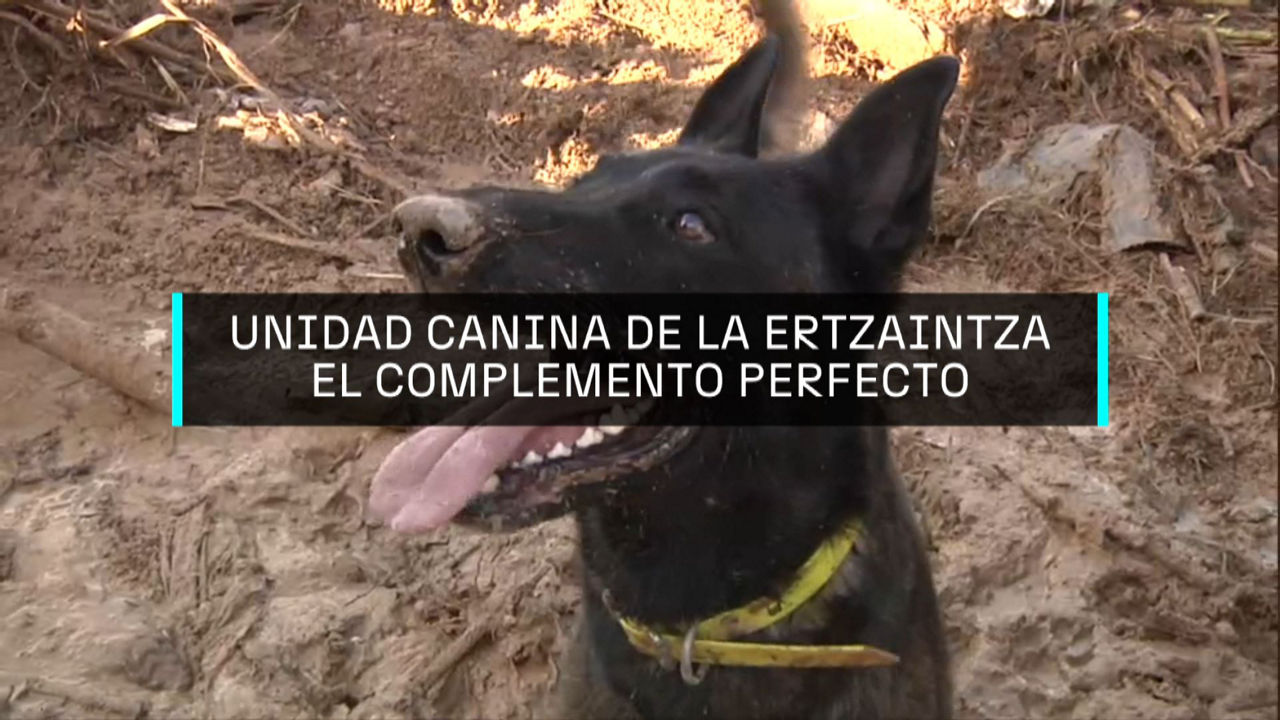 20241109125834_perros_