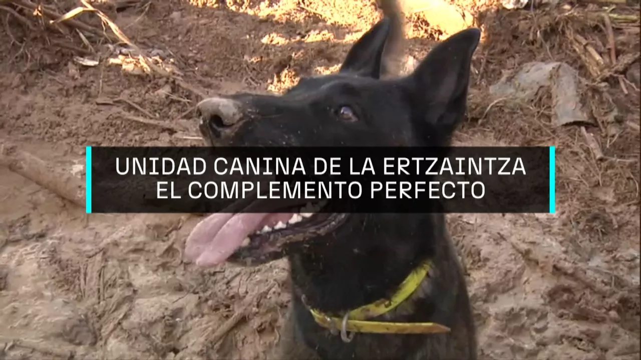20241109125834_perros_