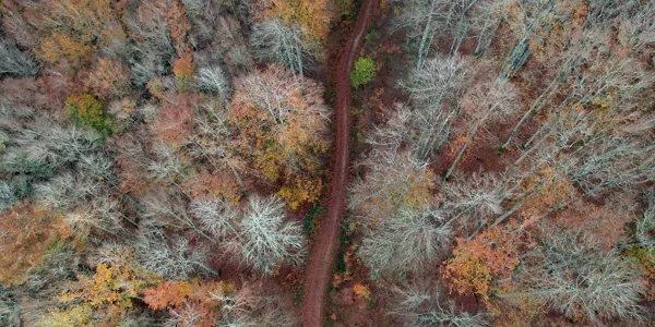Pantano de Irabia y bosque de Irati, a vista de dron. EFE.