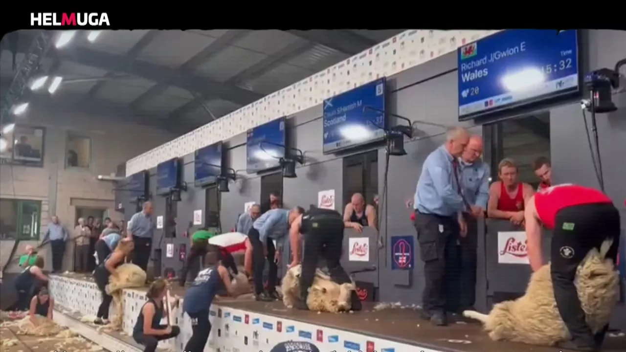 20241119110510_ardimoztaileakhelmugaeitbmedia_