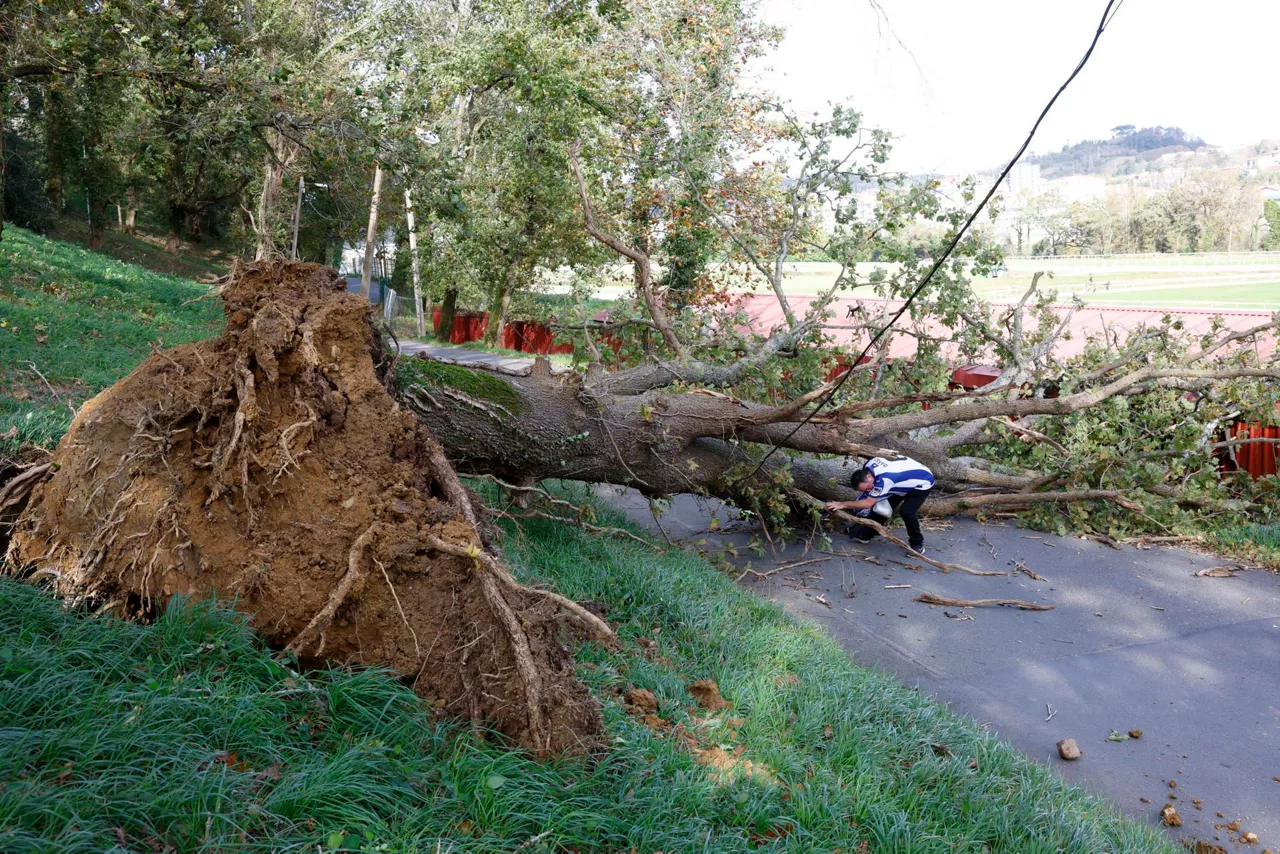 temporal-arbol-caido-lasarte-efe-2
