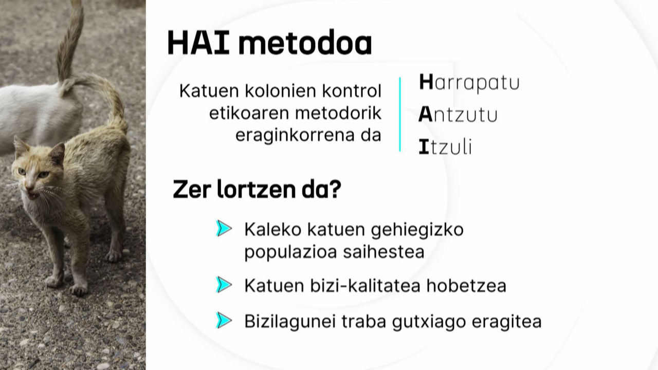 20241126145106_katubihotzkatuenkoloniakeusk_