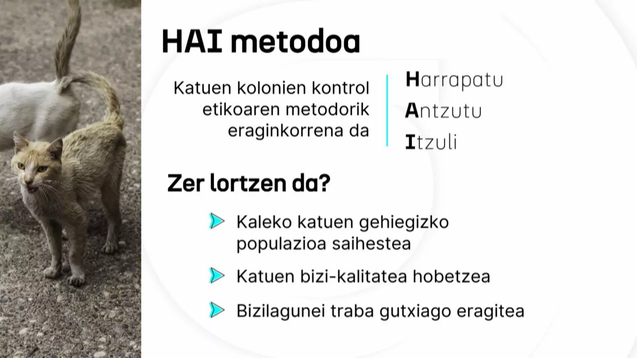 20241126145106_katubihotzkatuenkoloniakeusk_