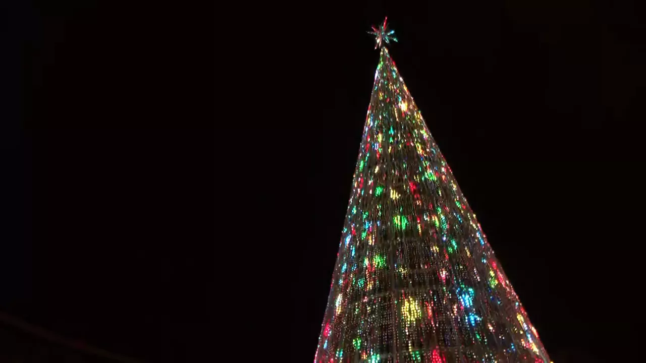 20241201200119_arbol_