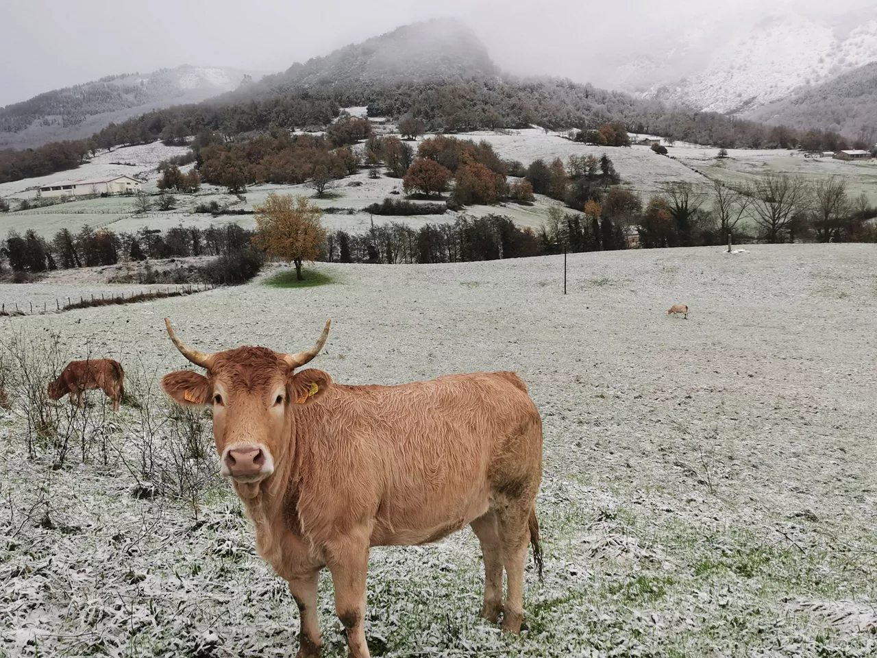 ELURRA asparrena ARABA nieve