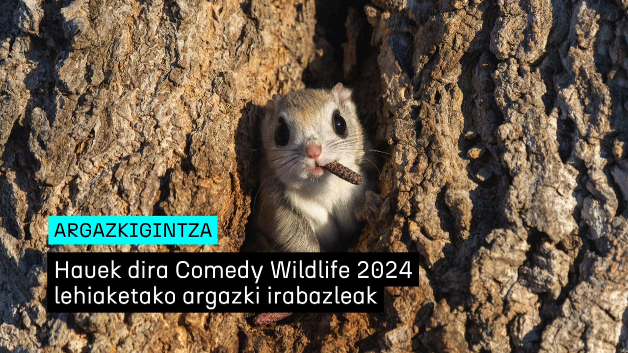 20241211175913_comedy-wildlife_