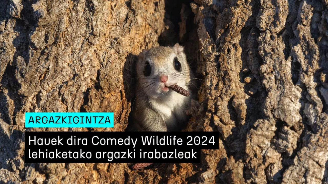 20241211175913_comedy-wildlife_