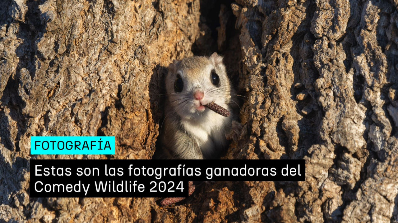 20241211181033_la-cara-mas-divertida-de-naturaleza_