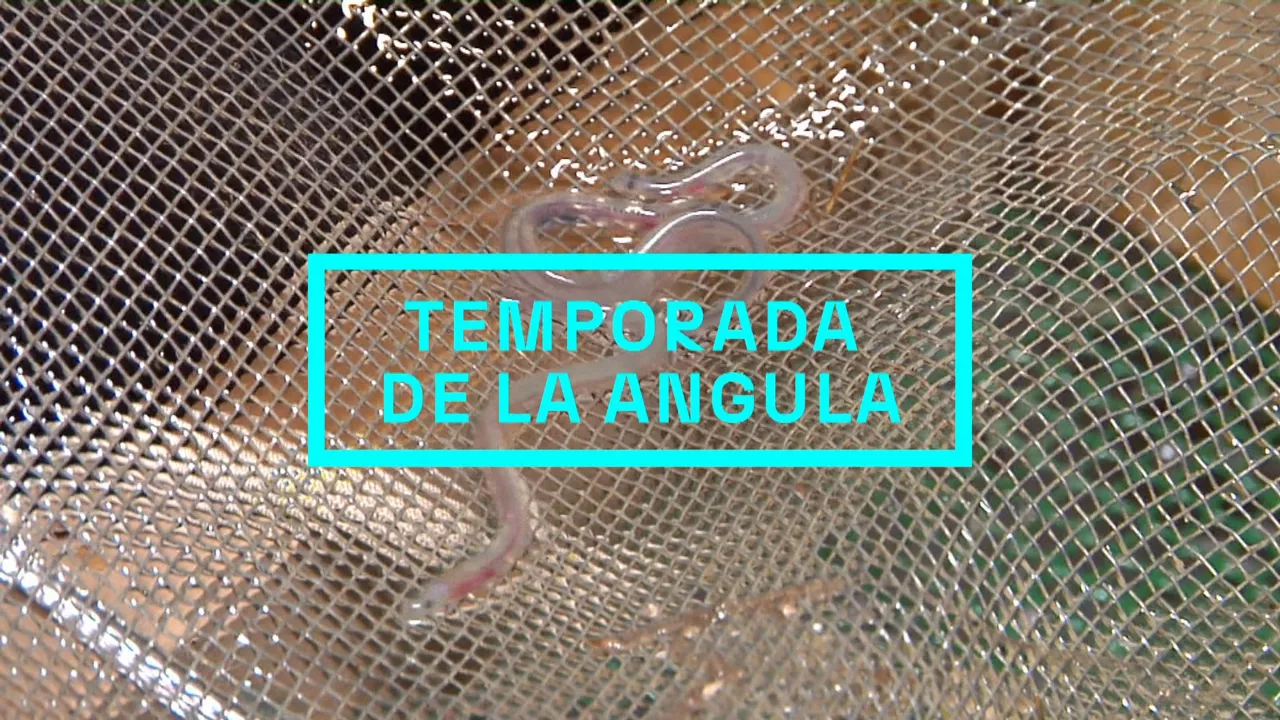 20241212174346_temporada-angulas_
