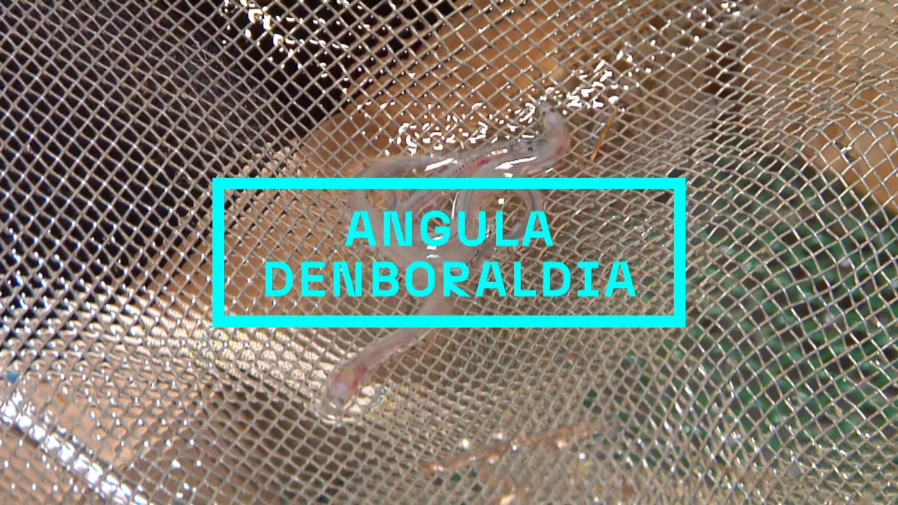 20241212175231_anguleroak_