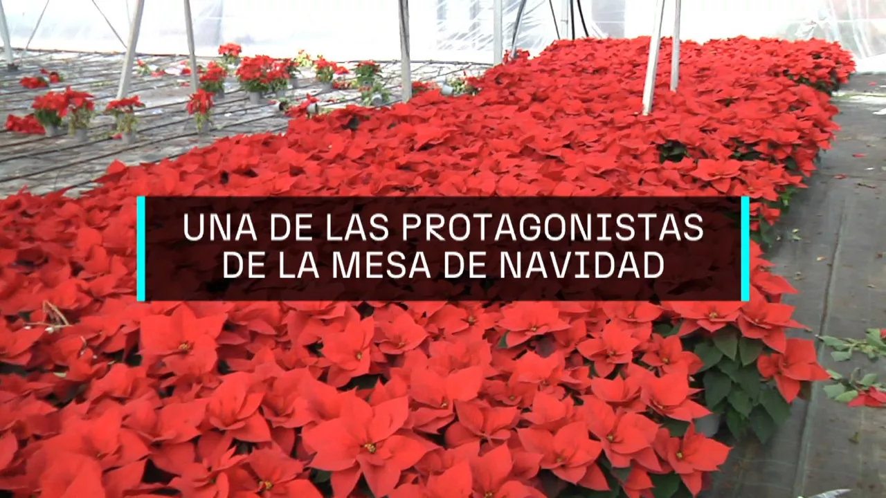 20241215093031_ponsetia_