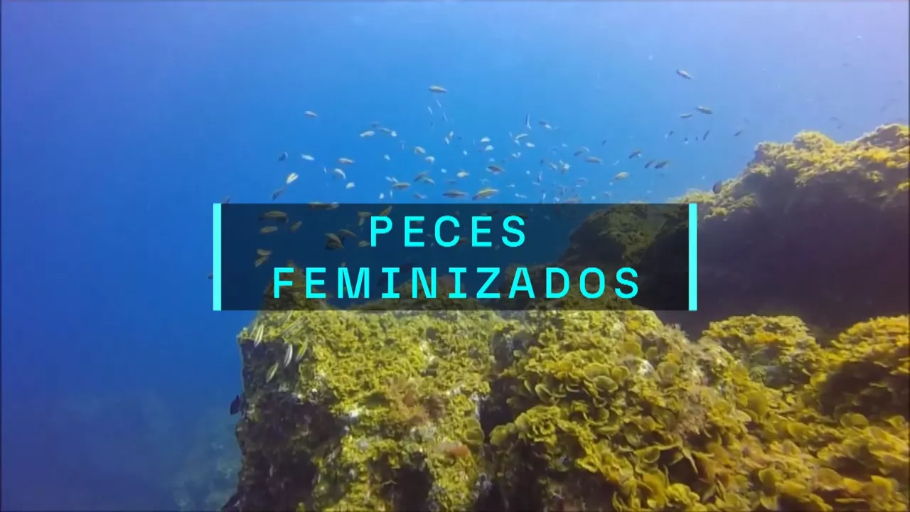 20250108164316_peces-feminizados_