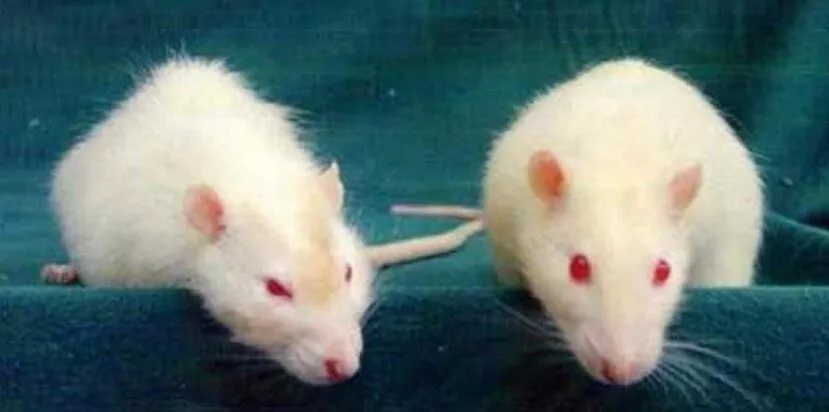 Ratones