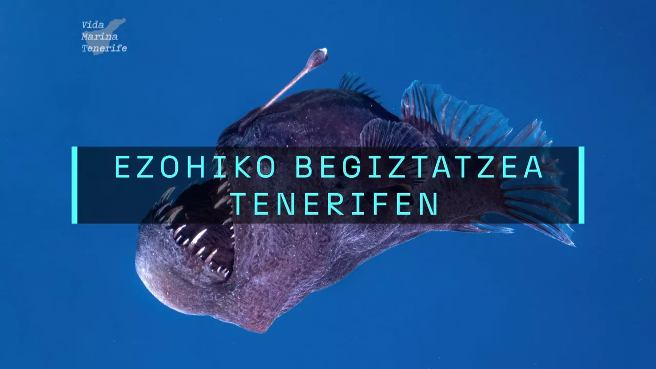 20250207184308_deabru-beltza_