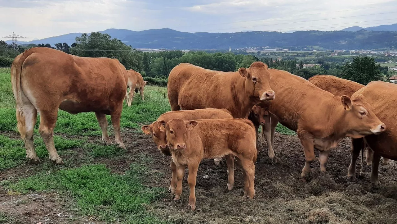 VACAS Y TERNEROS LIMOUSIN DE UN AMIGO EN ERANDIO-GOIKOA