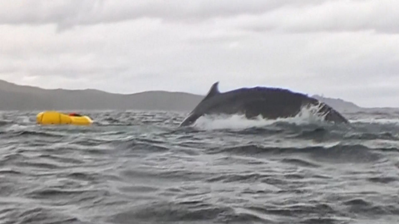 20250213220650_chile-ballena-ap_