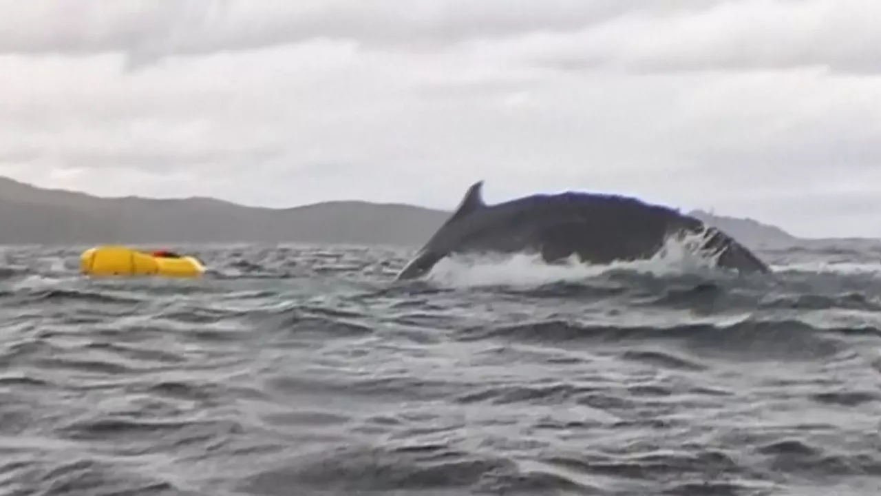 20250213220650_chile-ballena-ap_