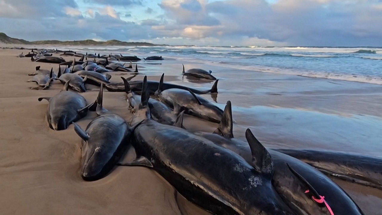 20250219190430_australia-ballenas_