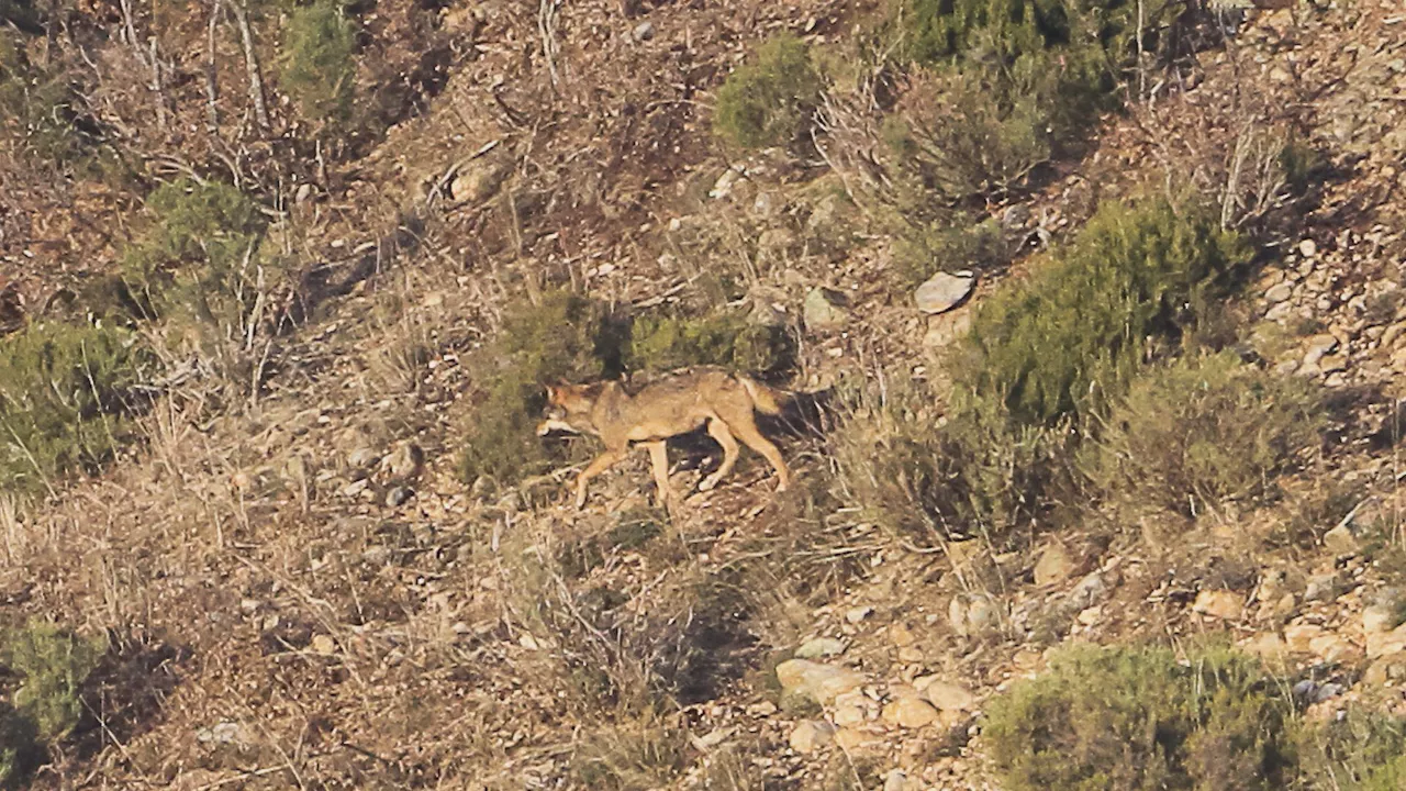 lobo-otsoa-euskal-herria-eitb