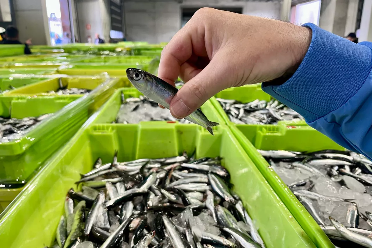 anchoas-laredo-efe