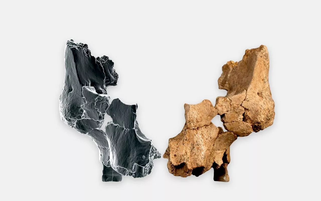 hallazgo-Atapuerca-restos-efe