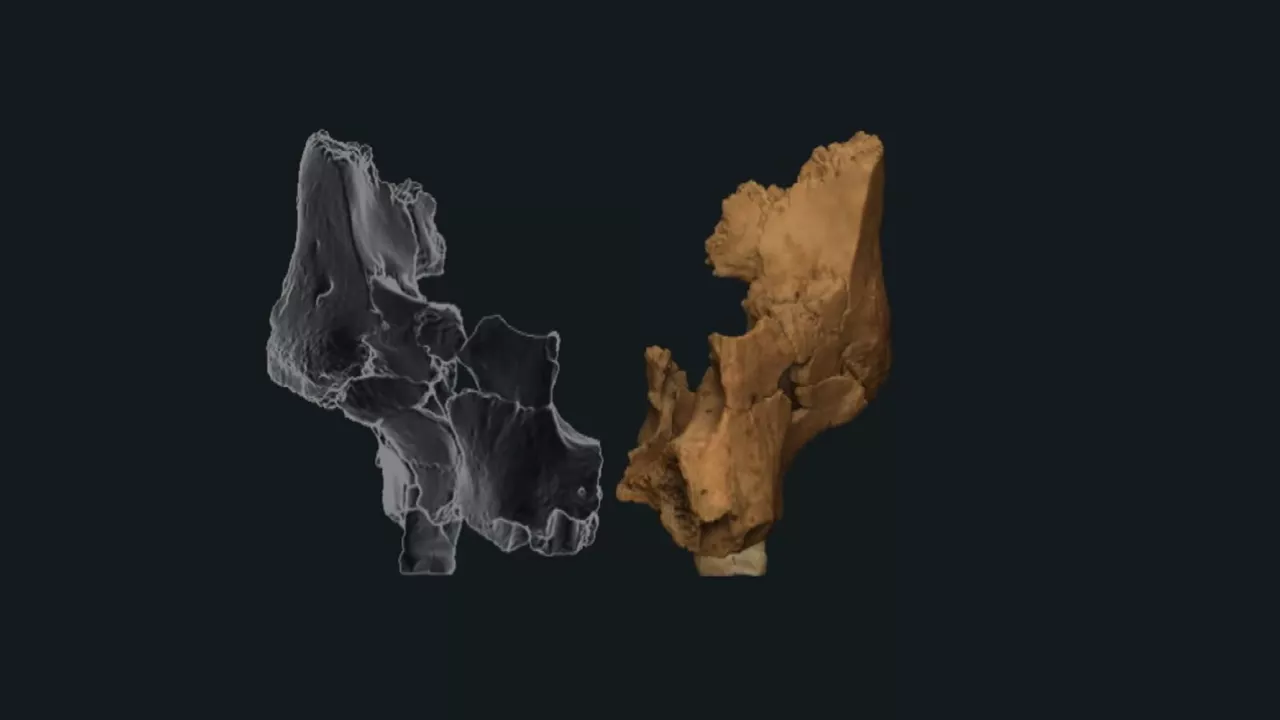 20250312212559_atapuerca-restos-de-cara-del-hominido-mas-antiguo_