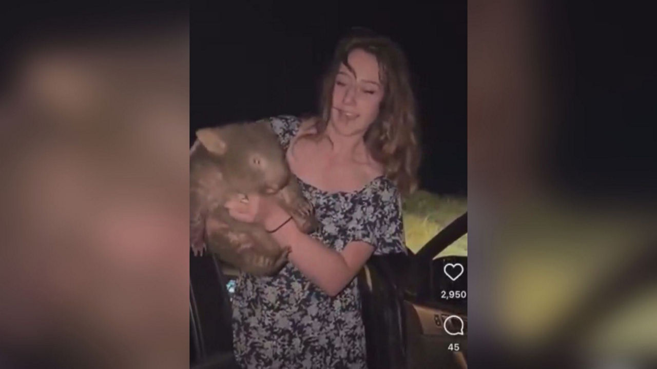 wombat influencer