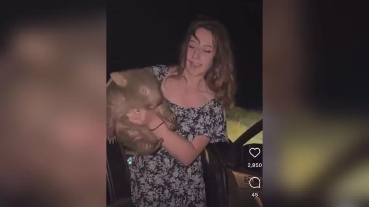wombat influencer