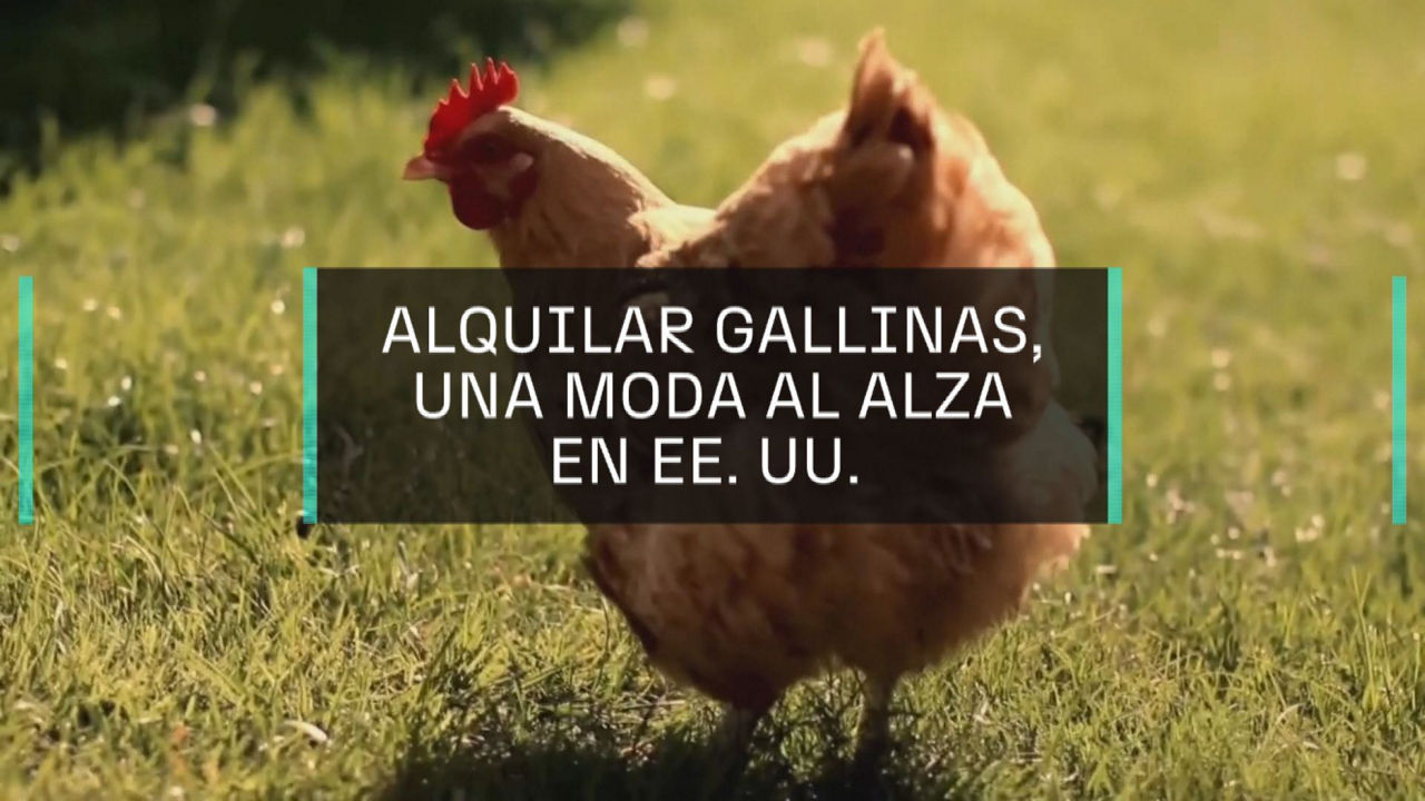 pantallazo ona oiloak