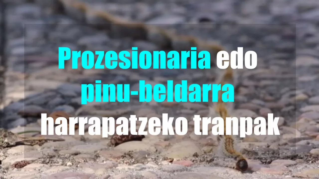 20250327093621_eitbeuseuskprozesionaria_