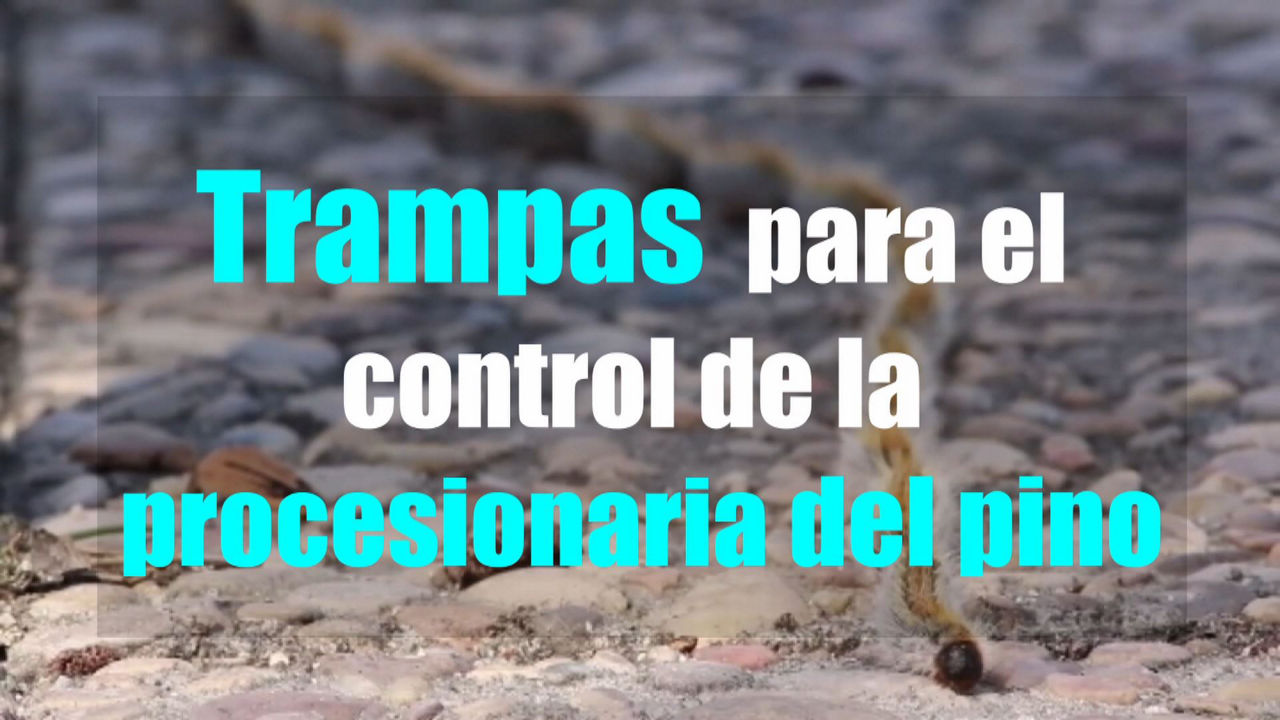 20250327095803_eitbeusgaztprozesionaria_