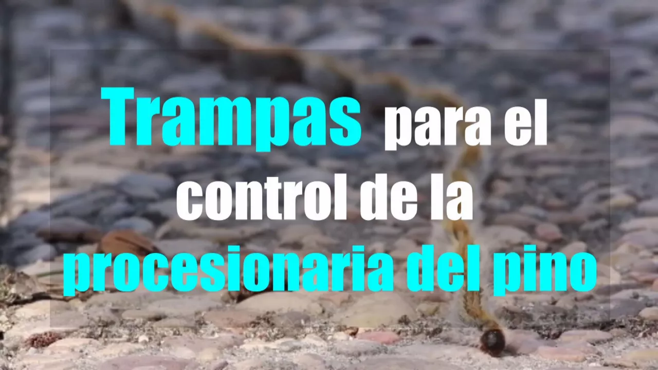 20250327095803_eitbeusgaztprozesionaria_