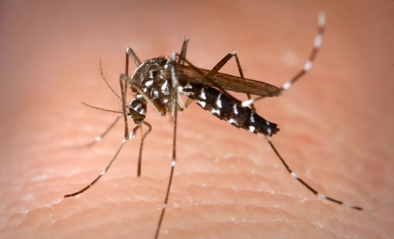 Mosquito-tigre