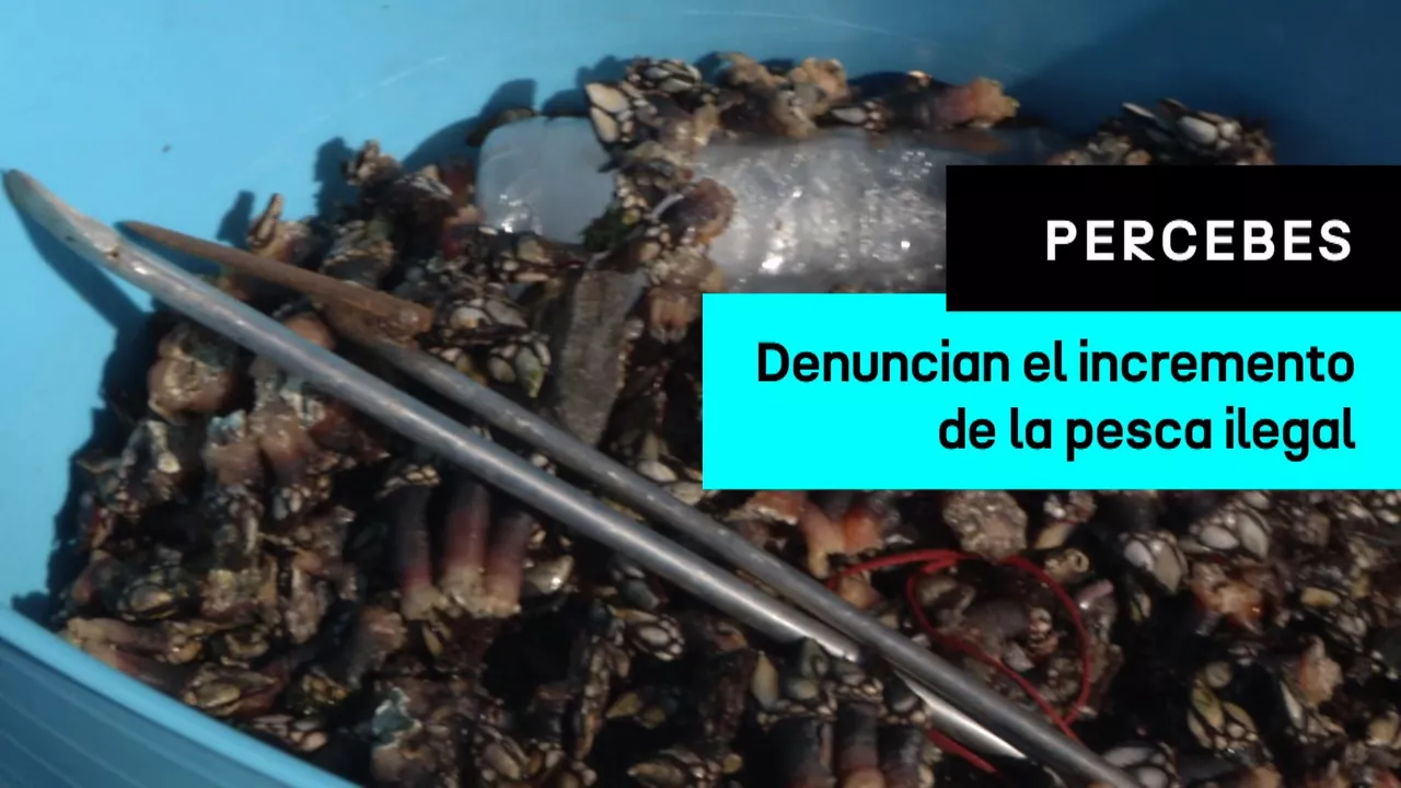 20250408214101_pesca-ilegal-de-percebes_