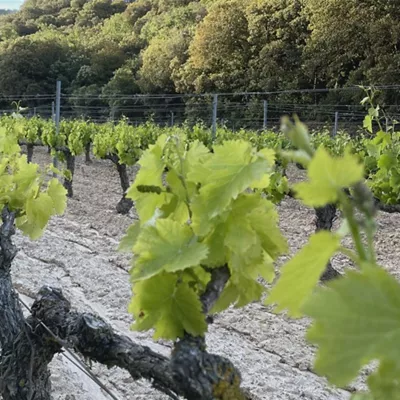 viñedo-rioja-alavesa-mayo