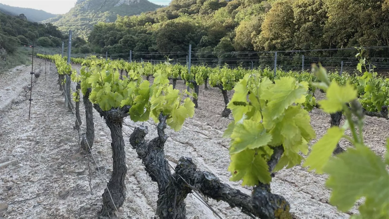 viñedo-rioja-alavesa-mayo
