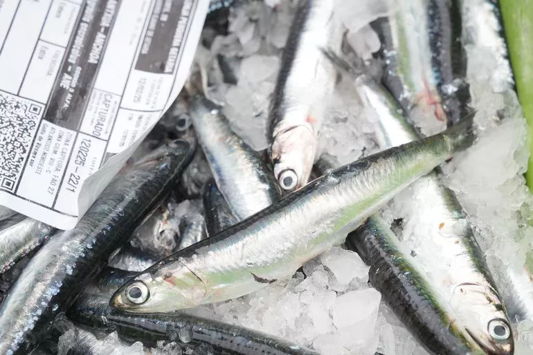 antxoa arrantza arrantzaleak anchoa-costera-getaria-irekia